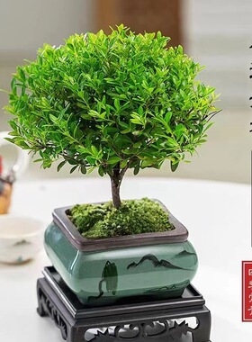 小叶赤楠盆栽办公室绿色植物四季常青桌面小型盆景观叶绿植小赤楠