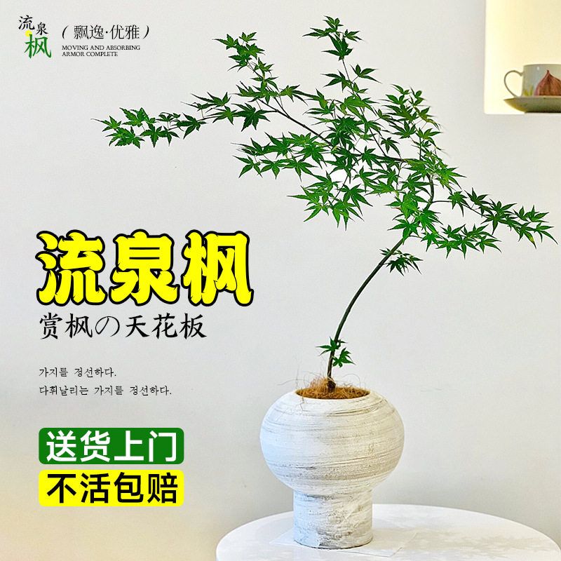 花叶春流泉枫盆栽绿植书房客厅庭院植物黄金柳泉枫树盆景日系禅意图片