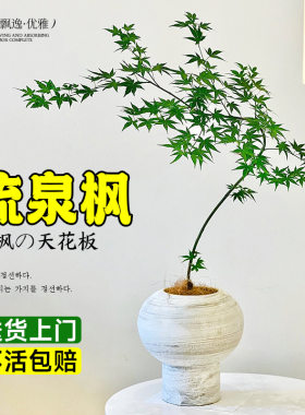 花叶春流泉枫盆栽绿植书房客厅庭院植物黄金柳泉枫树盆景日系禅意