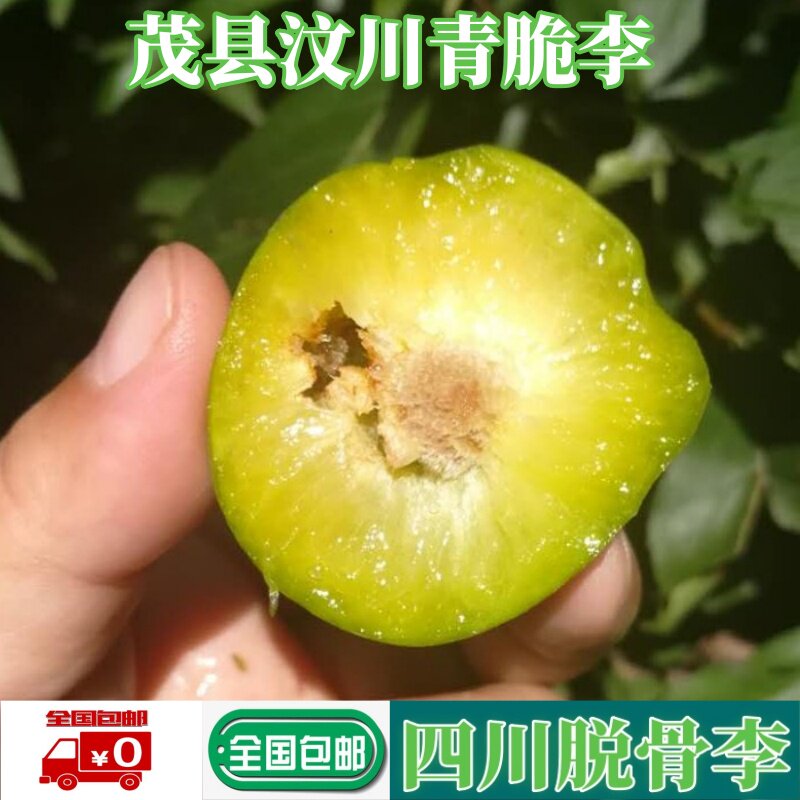 汶川青脆李脱骨阿坝脆甜