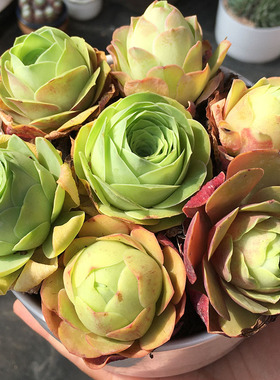 耶罗酒杯山地玫瑰老桩组合粉黄金鸡蛋翡翠球系列群生花篮小玉多肉
