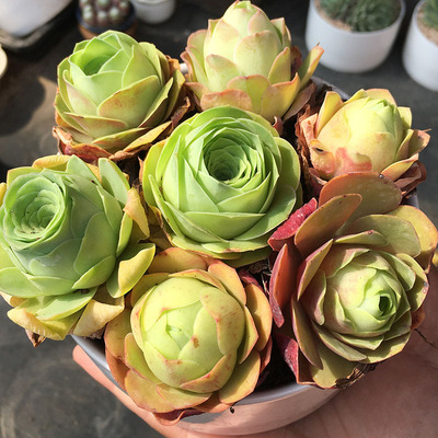 套餐酒杯山地玫瑰翠海花卉