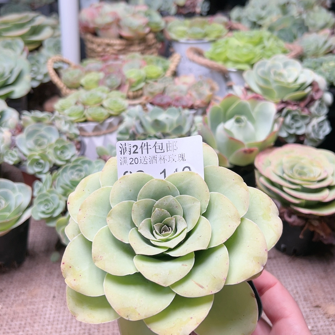 140酒杯,鲜花速递/花卉仿真/绿植园艺,多肉植物,淘宝优惠券,粉丝福利购,淘宝优惠卷
