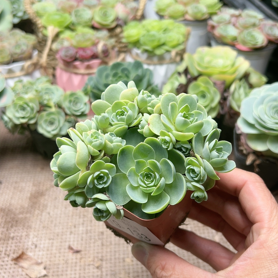 133翡翠球,鲜花速递/花卉仿真/绿植园艺,多肉植物,淘宝优惠券,粉丝福利购,淘宝优惠卷