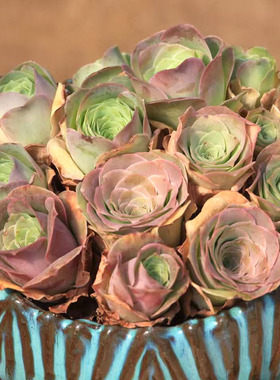 粉山地玫瑰中苗清棚多肉植物组合耶罗变色萌肉肉组合夏天好养山地