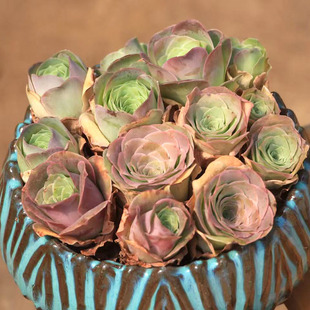 粉山地玫瑰中苗清棚多肉植物组合耶罗变色萌肉肉组合夏天好养山地