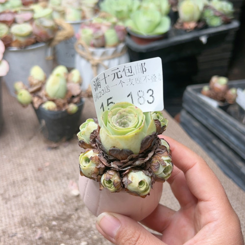 183萌包