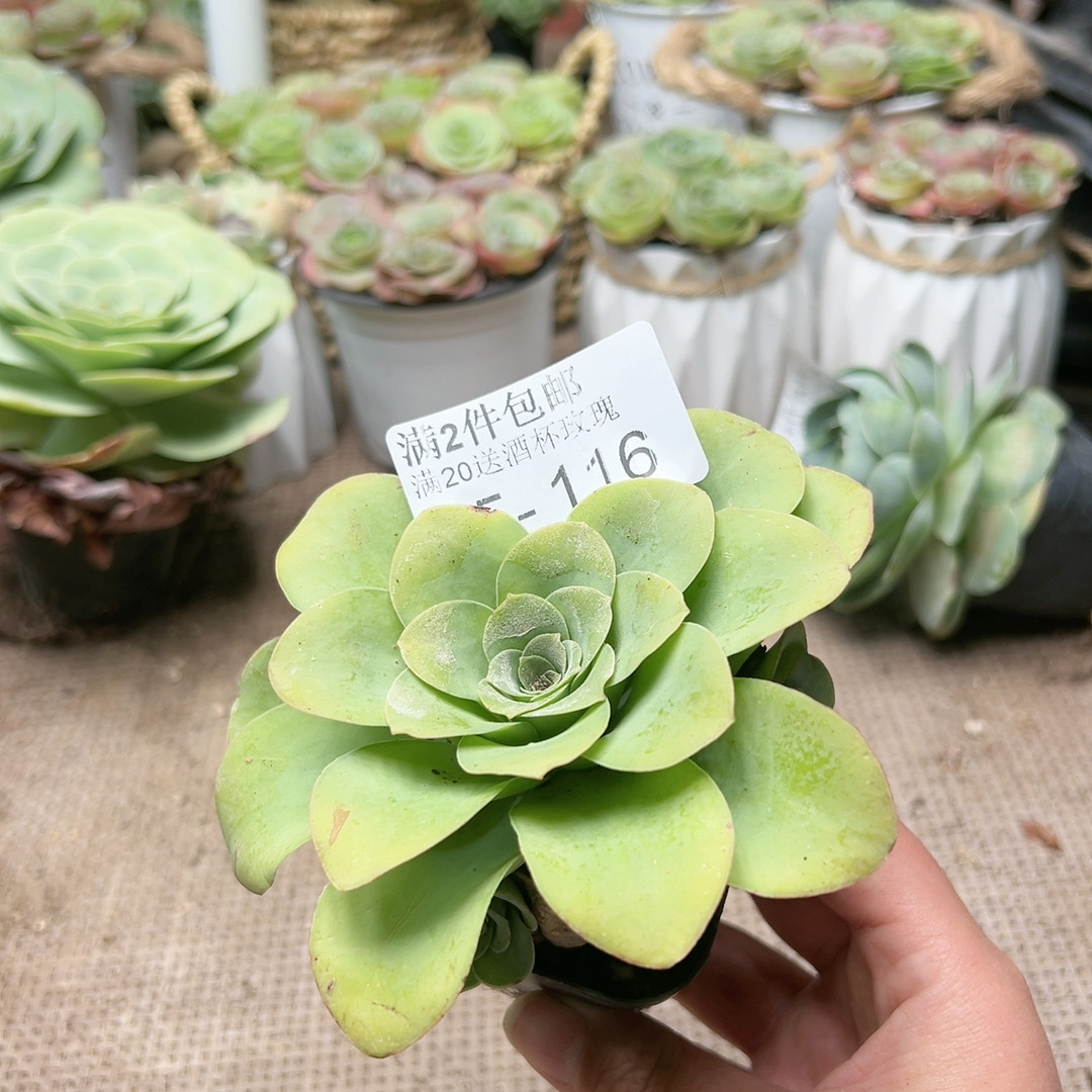 116酒杯,鲜花速递/花卉仿真/绿植园艺,多肉植物,淘宝优惠券,粉丝福利购,淘宝优惠卷