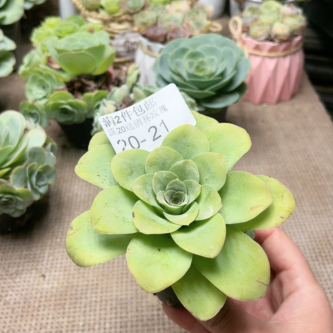 21酒杯,鲜花速递/花卉仿真/绿植园艺,多肉植物,淘宝优惠券,粉丝福利购,淘宝优惠卷