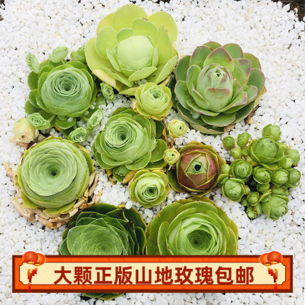 一件包邮山地玫瑰系列品种大全组合盆栽室内防辐射好养粉酒杯群生