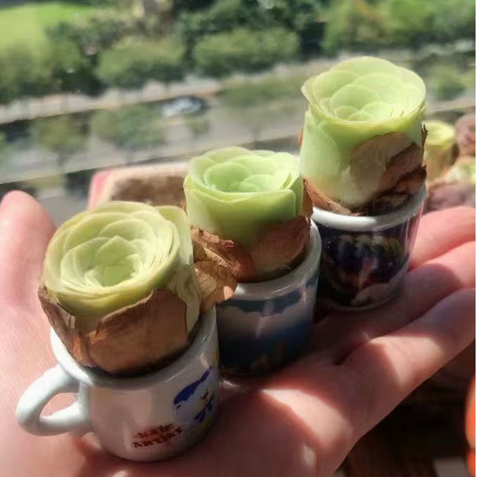 酒杯山地玫瑰组合山地玫瑰耶罗酒多肉植物