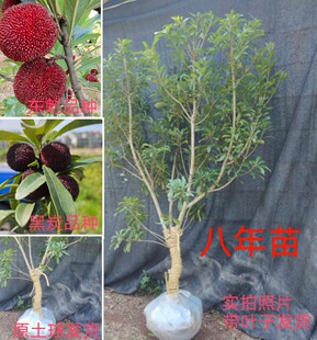 果树苗正宗嫁接兰溪仙居东魁黑炭杨梅苗实拍照片包邮价格