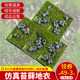 建筑沙盘模型材料园林场景制作微景观苔藓地衣青苔绿植假草坪仿真