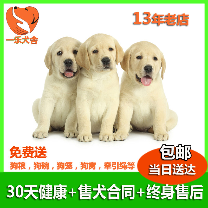 cku犬舍双血统拉布拉多幼犬赛级纯种活体宠物狗好养神犬小七金毛