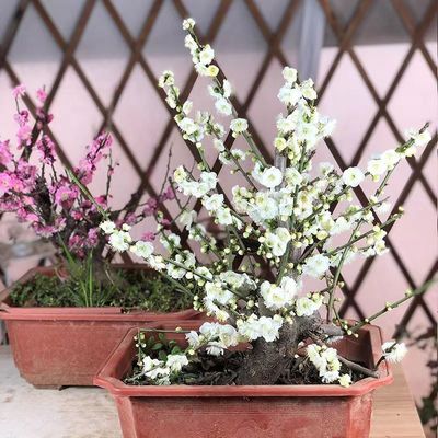 绿梅盆栽老桩盆景耐寒植物庭院阳台绿萼梅花地栽绿花原生红梅树苗