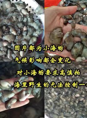 供应饭店 50斤 福建小海蛎 鲜活现剥去壳牡蛎新鲜海蛎子 冰鲜生蚝