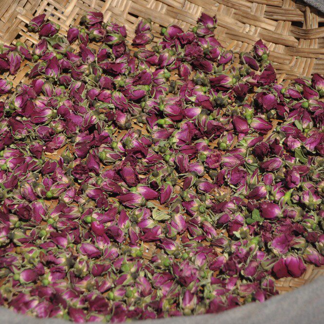 南蛮儿  甘肃苦水玫瑰 花茶500克 小玫瑰 紫玫瑰 免邮 新品