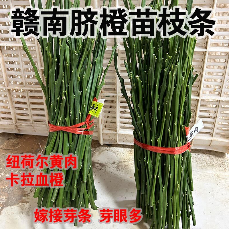 纽荷尔黄肉嫁接枝条卡拉血橙枝条2024年新鲜果园现剪脐橙枝条嫁接