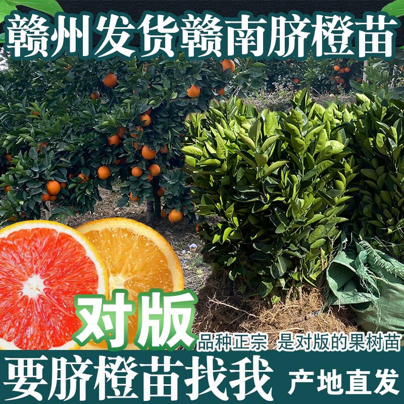 正宗赣南脐橙苗纽荷尔黄肉橙子苗