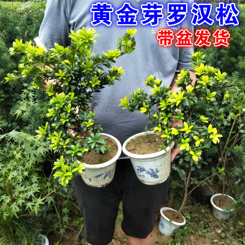 Podocarpus Sapling millet Podocarpus Seedlings Sparrow tongue Podocarpus bonsai source material Sparrow tongue Podocarpusin the Flower delivery/Flowers simulation/Plants gardening , Flowers/Potted plants (New) , Plants  category - from Buy2taobao.com to provide professional Taobao agent buy service