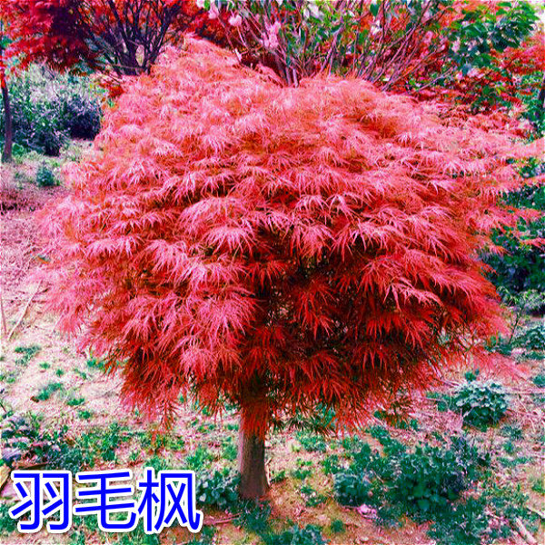 庭院植物红羽毛枫树苗正宗红枫羽毛枫小苗盆景嫁接红枫盆栽羽毛枫