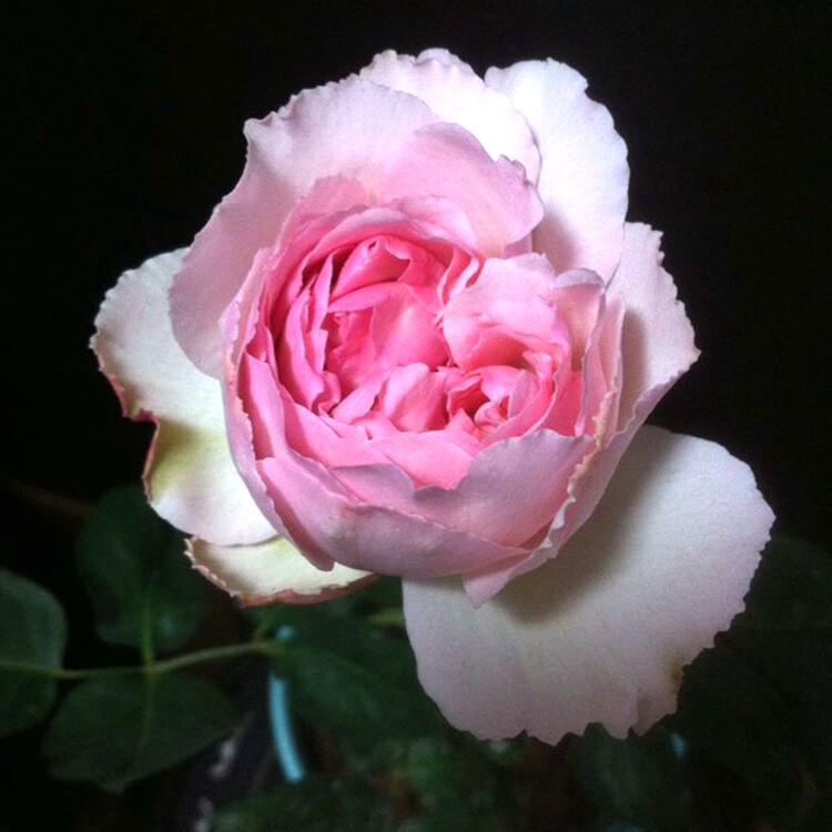 日本切花月季苗 伊芙四度芳香 伊芙四号灌木月季花苗四季开花浓香