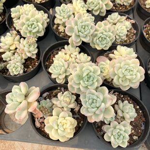 劳尔锦奶酪蛋糕锦群生覆轮锦阳台好养进出口精品多肉植物