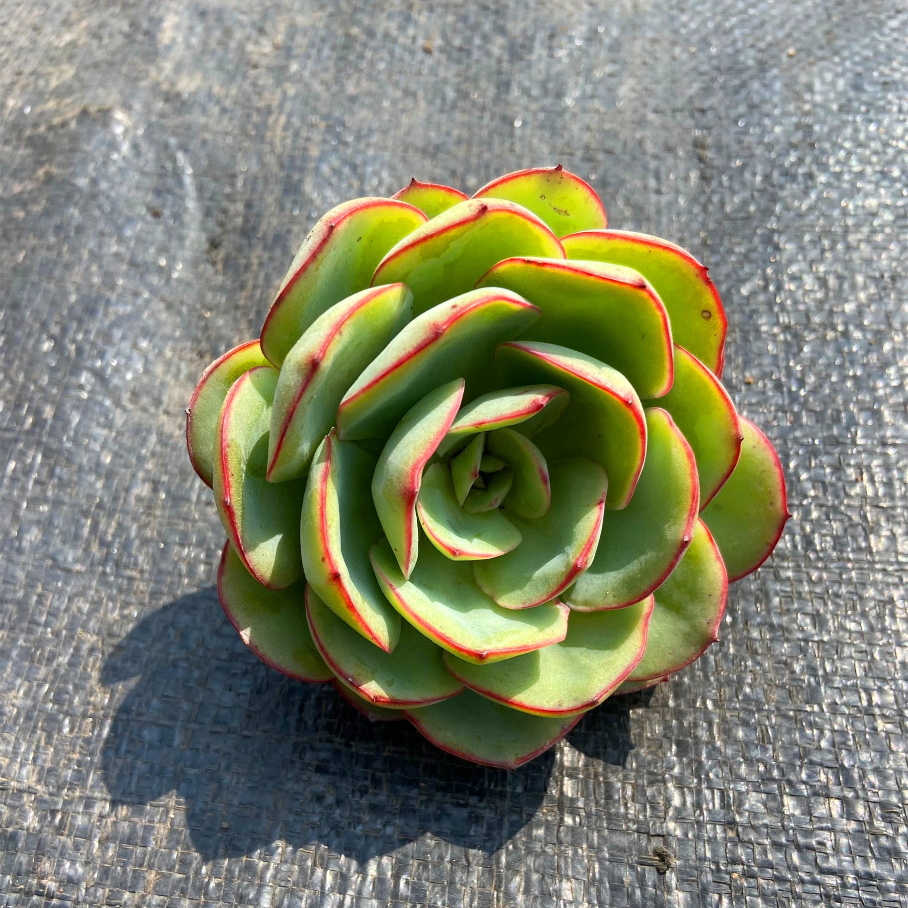 帕拉梅拉多肉植物牡丹亭进口新品贵货易群生红边办公室阳台包邮
