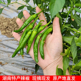 湖南小辣椒 正宗 农家特产新鲜纯绿色采摘 樟树直发 辣椒港包邮