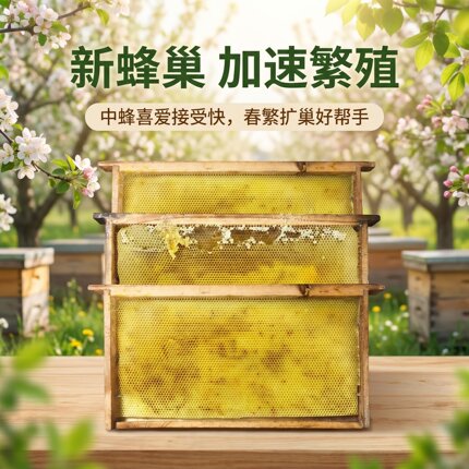 中蜂造好蜂脾蜜脾老巢蜜新脾新造好蜂脾带子蜂脾促进繁殖蜂脾