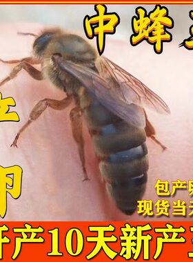 中蜂蜂王种王土蜂产卵王双色产子阿坝生产王活体福建蜜蜂开产新王