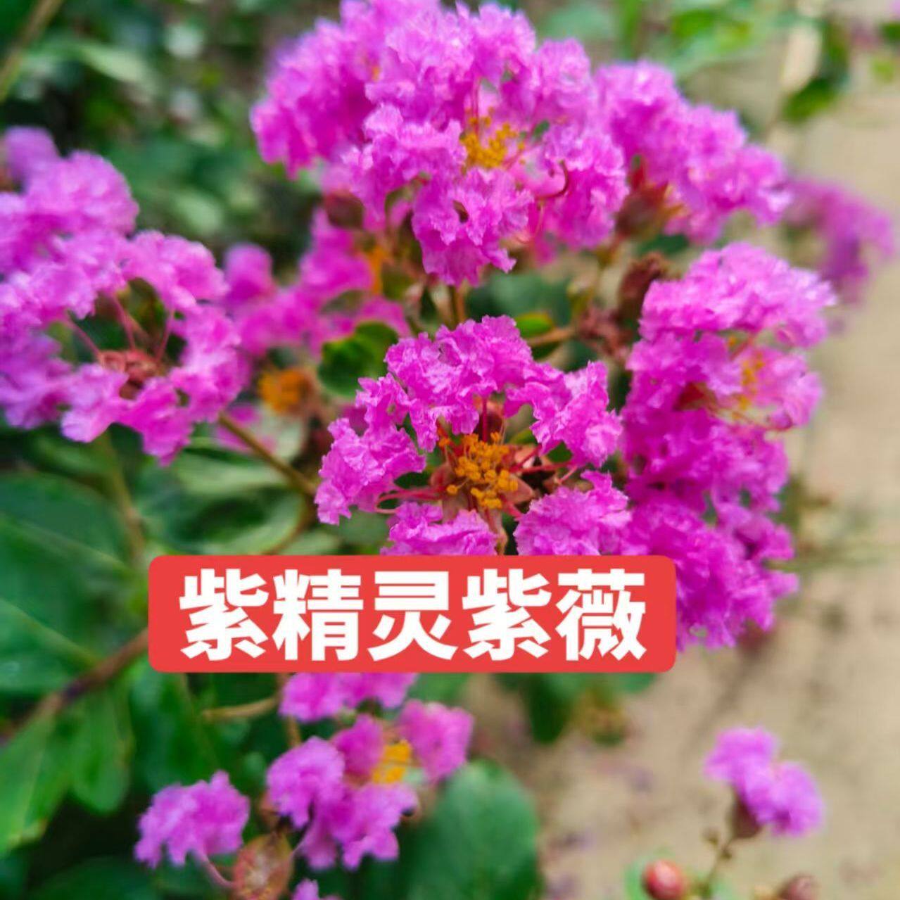 天鹅绒紫薇树苗耐寒盆栽地栽庭院