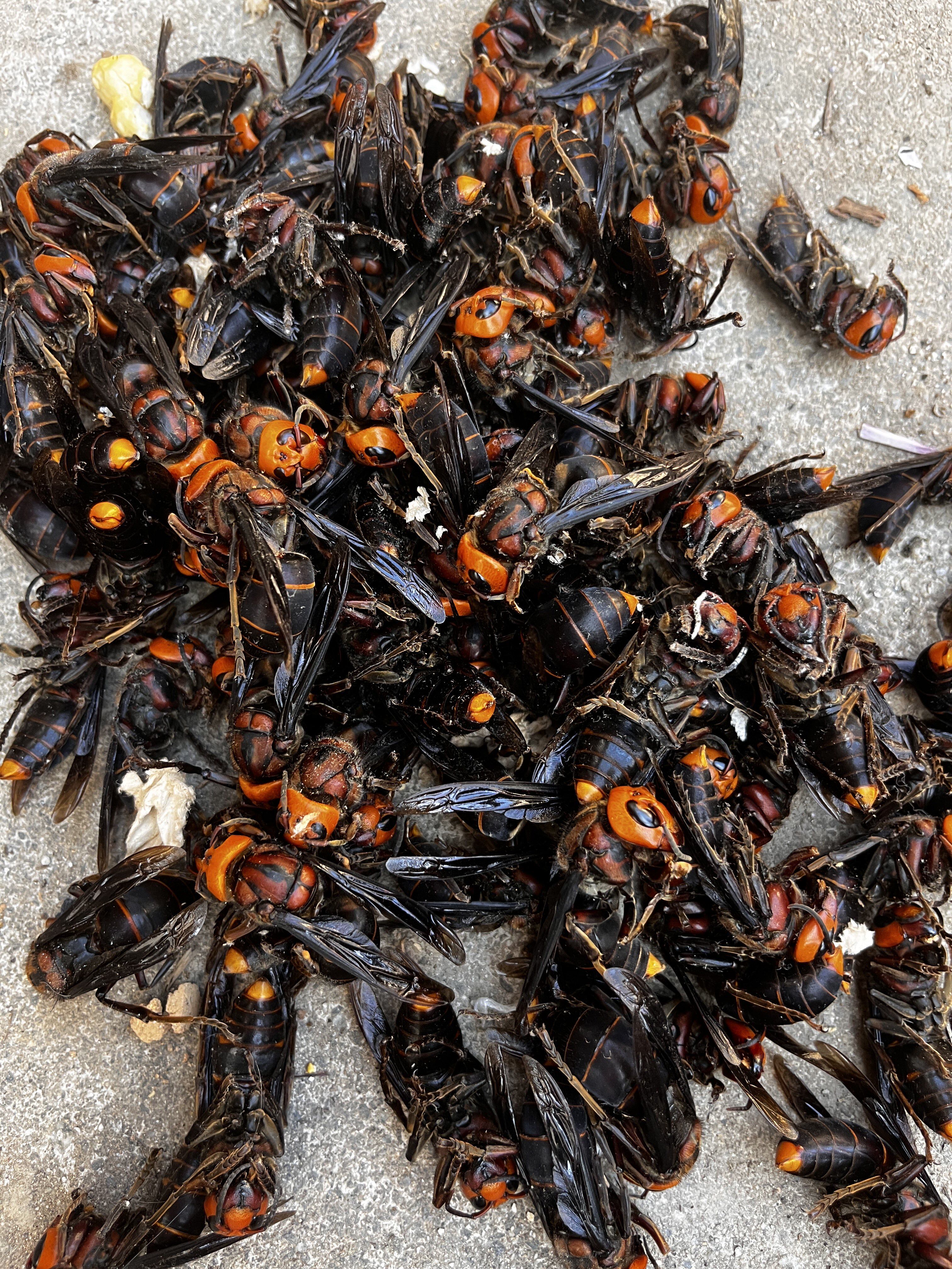 林霸蜂业刘定茂预防马蜂胡蜂死职蜂病死胡蜂王死胡蜂死马蜂马蜂宝