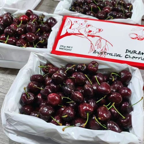 二天发货澳洲车厘子非塔斯马尼亚樱桃新西兰顺丰水果礼盒顺丰智利