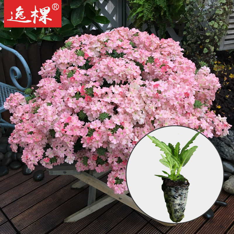 基地直发 美女樱花苗 四季开花不断 秋季阳台庭院室内盆栽花卉植