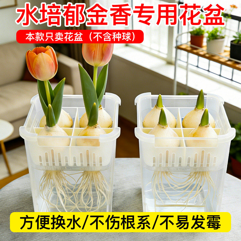 郁金香水培盆方形沥水篮透明养根盆洋水仙风信子培养皿换水方便盆