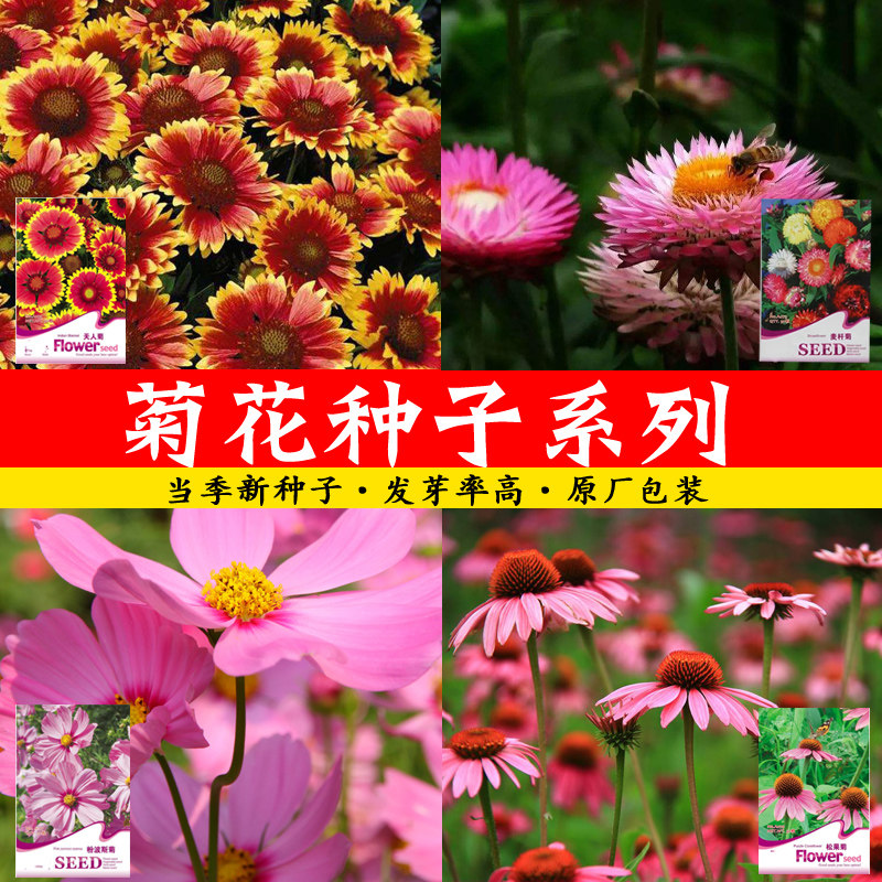 圆球翠菊花环菊麦秆瓜叶金盏波斯松果黄白晶菊蓝粉矢车菊花卉种子