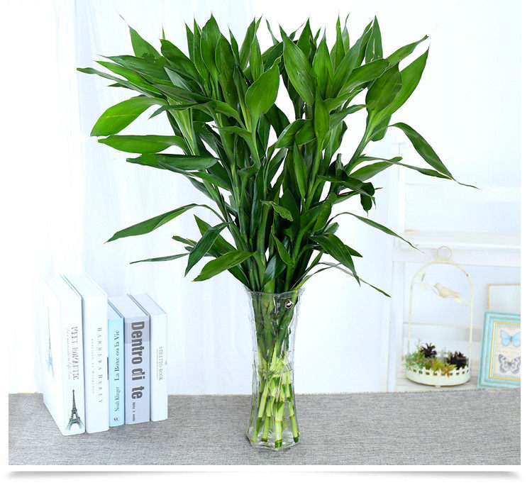 富贵竹水培植物观音竹转运竹弯竹绿萝桌面小盆栽大叶竹开运竹龙竹