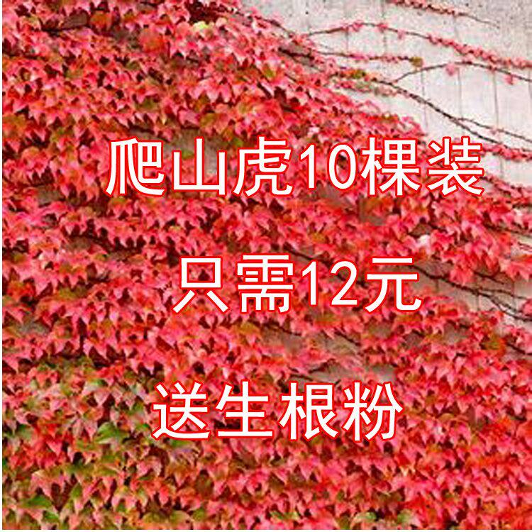 爬山虎爬藤植物四季常青红叶爬墙家居智能设备