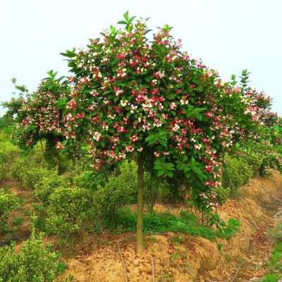 庭院绿化树种红王子锦带花苗花叶锦带五彩锦带花树苗锦带花苗盆栽