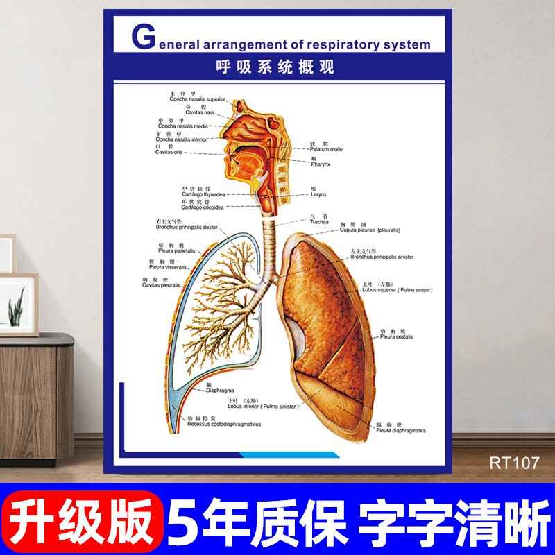 呼吸系统概观挂图医院诊所耳鼻咽喉解剖图宣传海报人体器官分布图