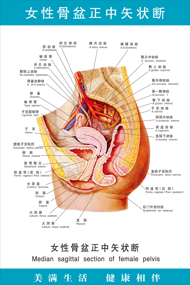 女性骨盆正中矢状断医院诊所大挂图人体经络穴位图中医养生海报画