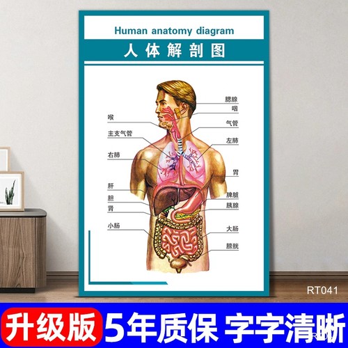 人体内脏解剖系统示意图 医学宣传挂图器官心脏结构挂图，画医院海报 轻舟网 