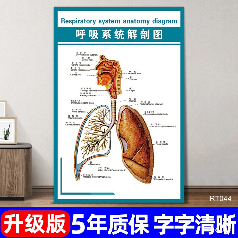 呼吸系统解剖图挂画医院器官分布图宣传海报人体内脏位置功能讲解