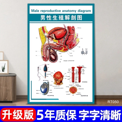 男性生殖解剖图宣传海报器官分布