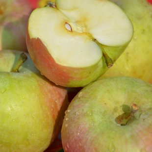 脆爽5斤 宝宝水果 密云山区正宗老树国光小苹果 酸甜多汁儿时味道