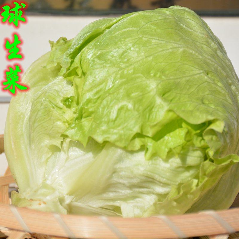密云农家 新鲜球生菜 圆生菜 自然生长 农家肥 无农药新鲜蔬菜1斤