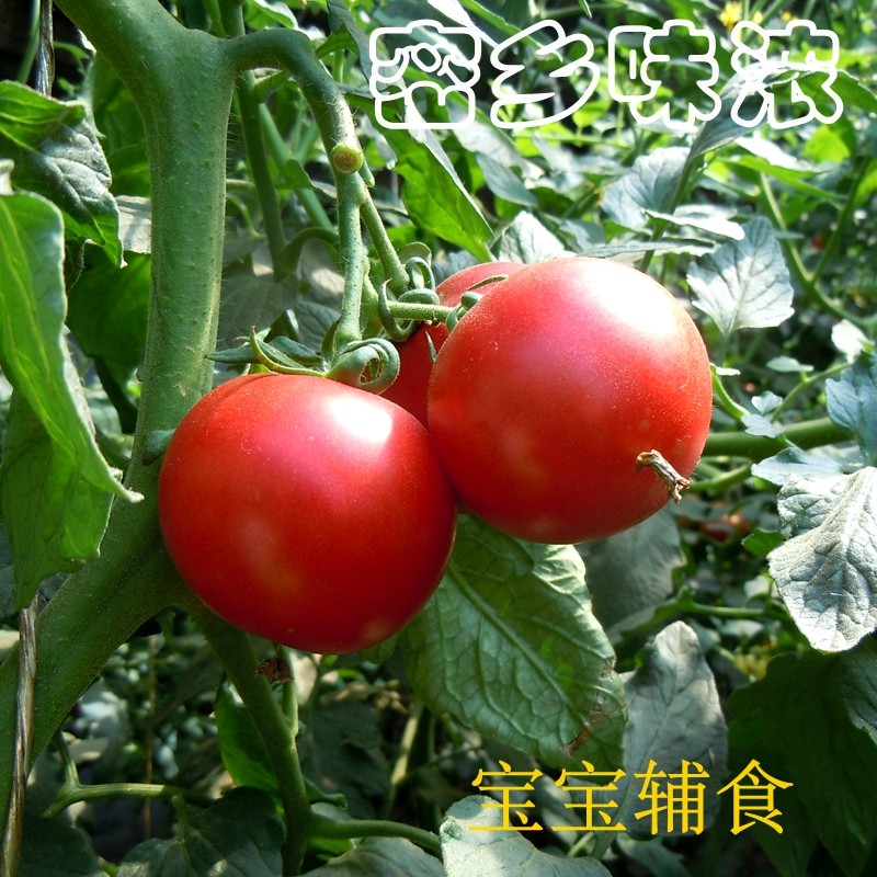密云农家新鲜原味西红柿 小番茄小柿子 现摘 味浓宝宝水果500g