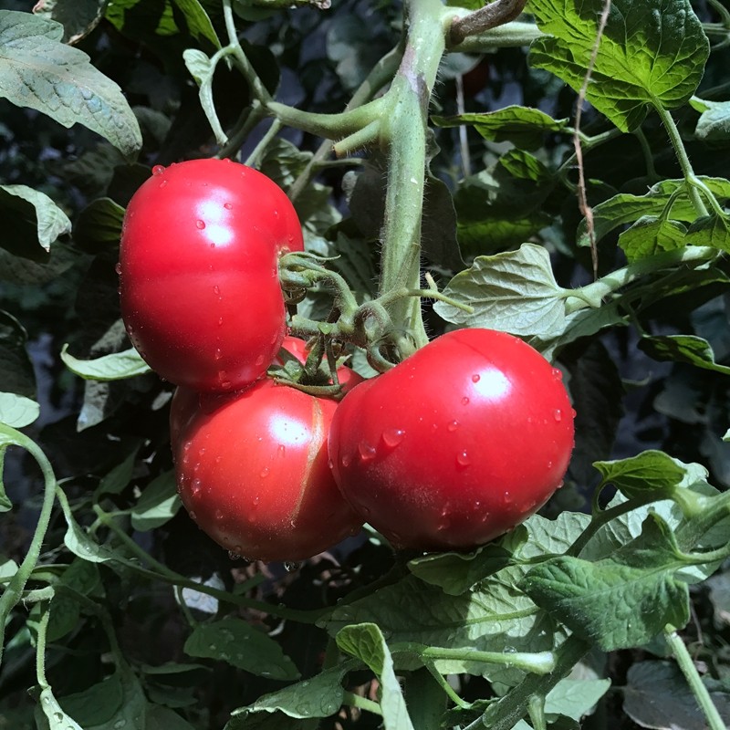 密云原味小番茄 新鲜蔬菜水果生吃小番茄西红柿非千禧圣女果 3斤,水产肉类/新鲜蔬果/熟食,番茄,淘宝优惠券,粉丝福利购,淘宝优惠卷