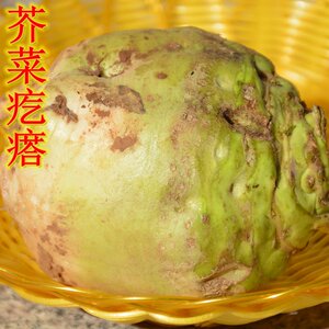 密云农家自种芥菜 新鲜芥菜疙瘩青芥菜秋菜玉根 新鲜现拔腌菜500g